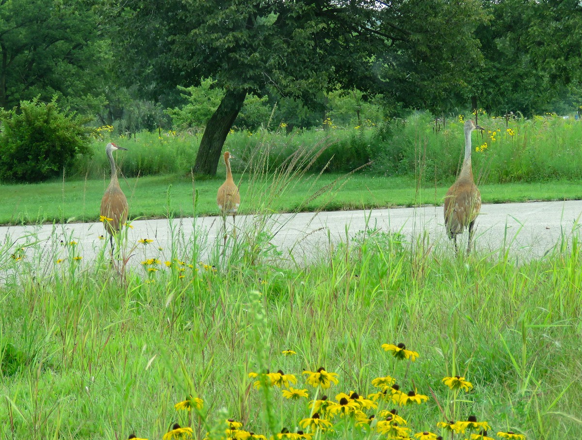 Sandhill Crane - ML622099267