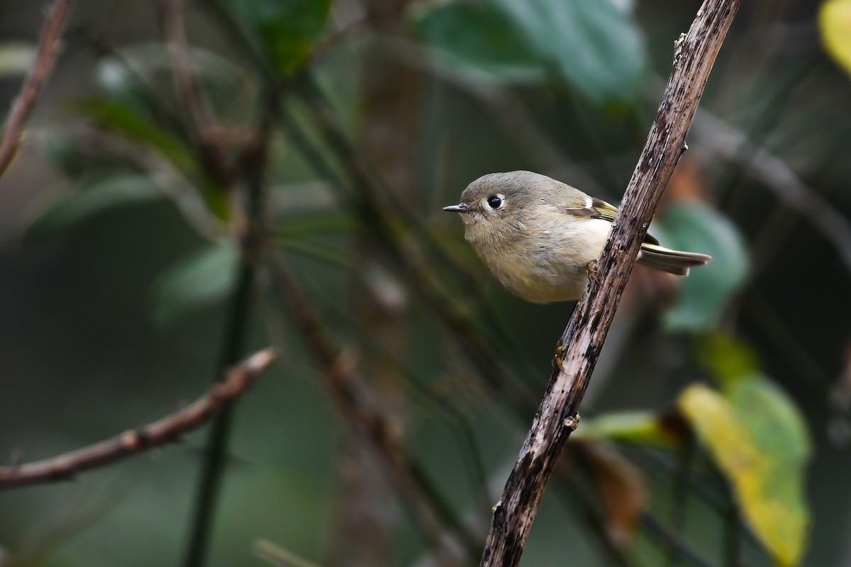 Ruby-crowned Kinglet - Mason Currier