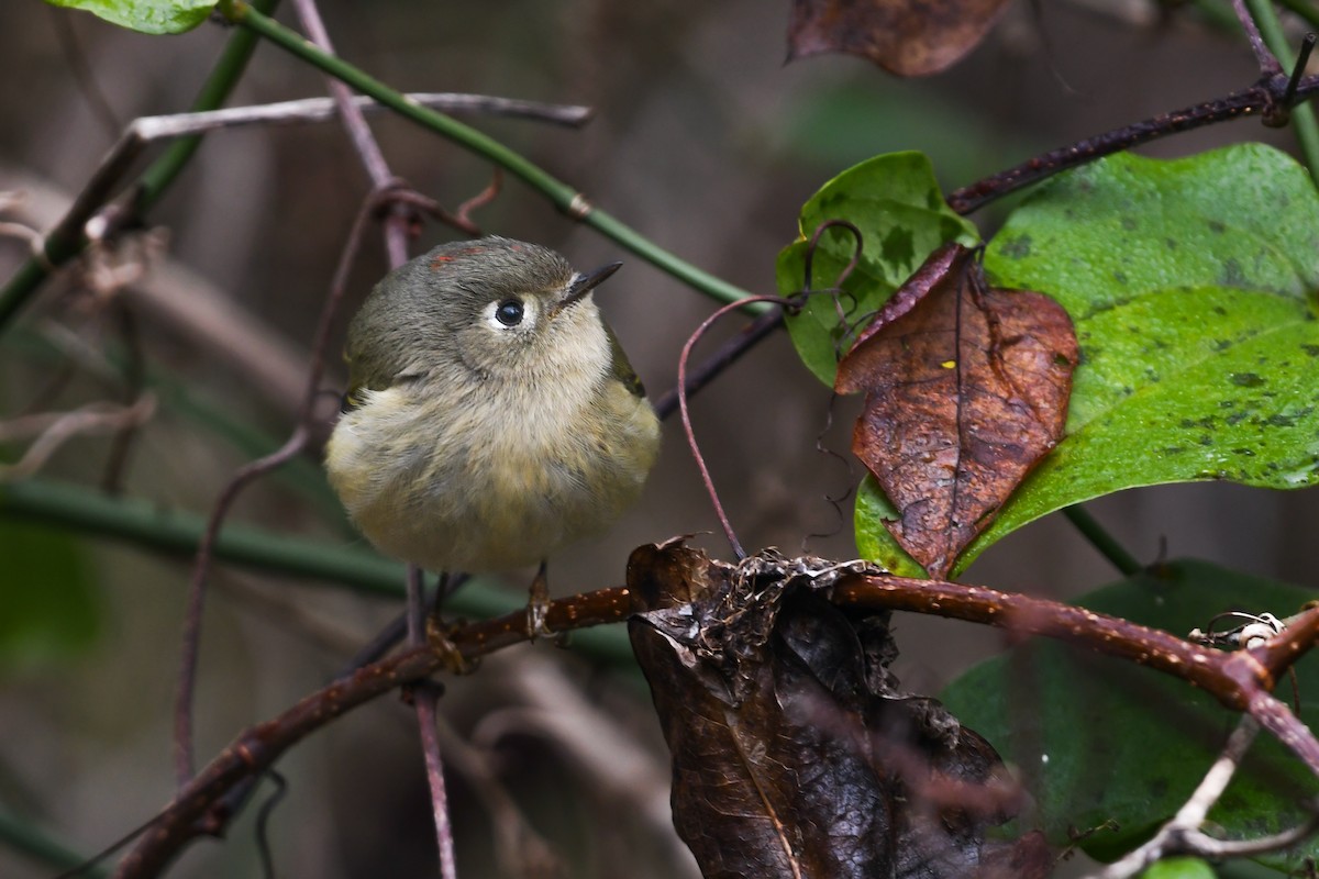 Ruby-crowned Kinglet - ML622099270