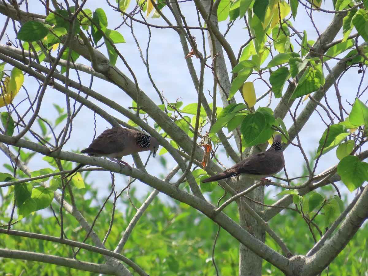 Spotted Dove - ML622099271