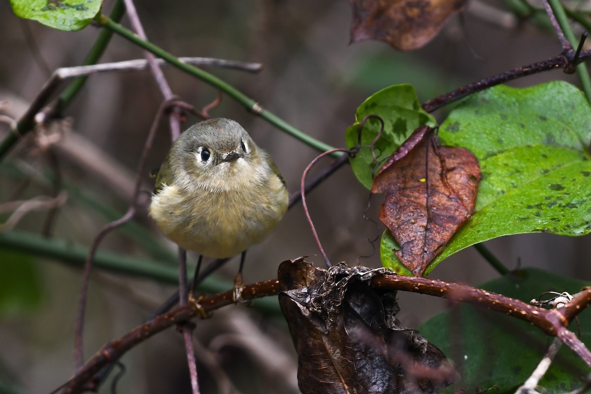 Ruby-crowned Kinglet - ML622099272