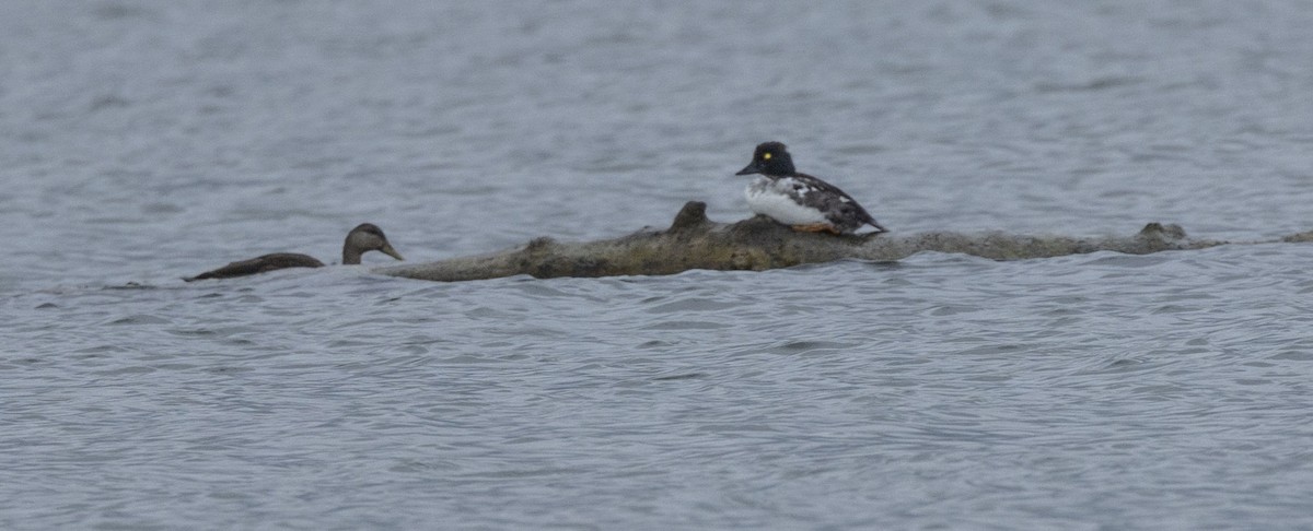 American Black Duck - ML622099274