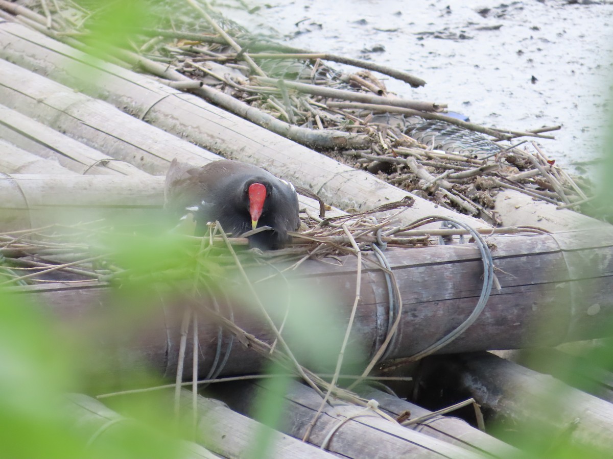 Eurasian Moorhen - ML622099276