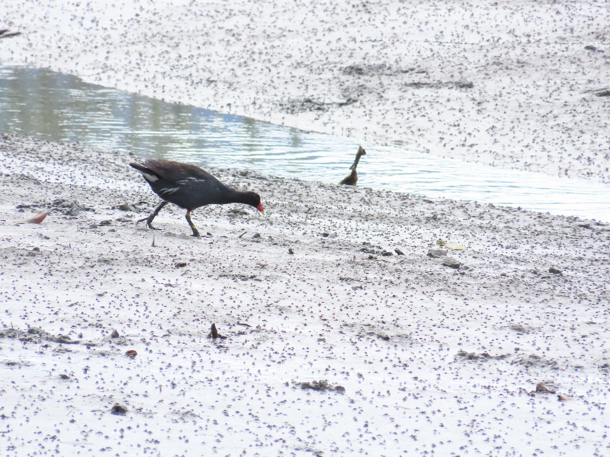 Eurasian Moorhen - ML622099277