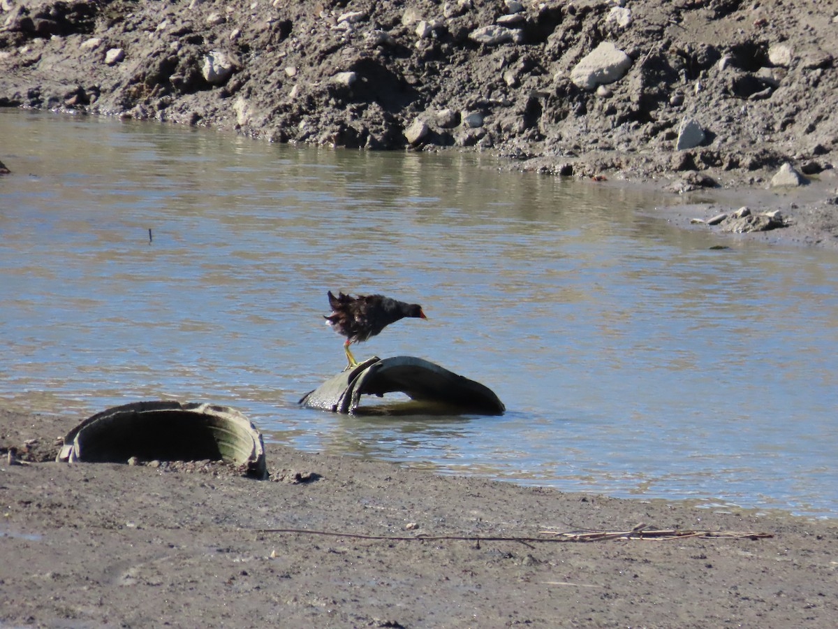 Eurasian Moorhen - ML622099278