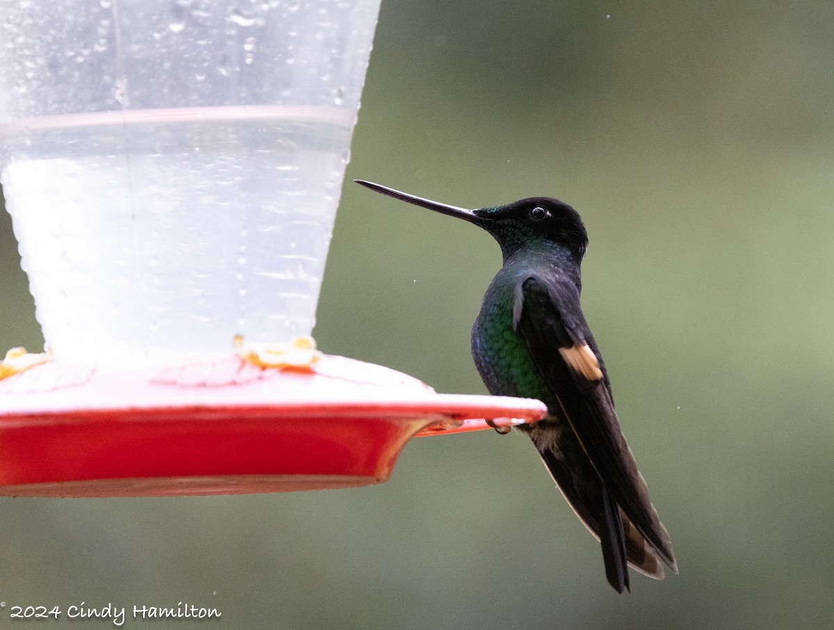 Buff-winged Starfrontlet - ML622099279