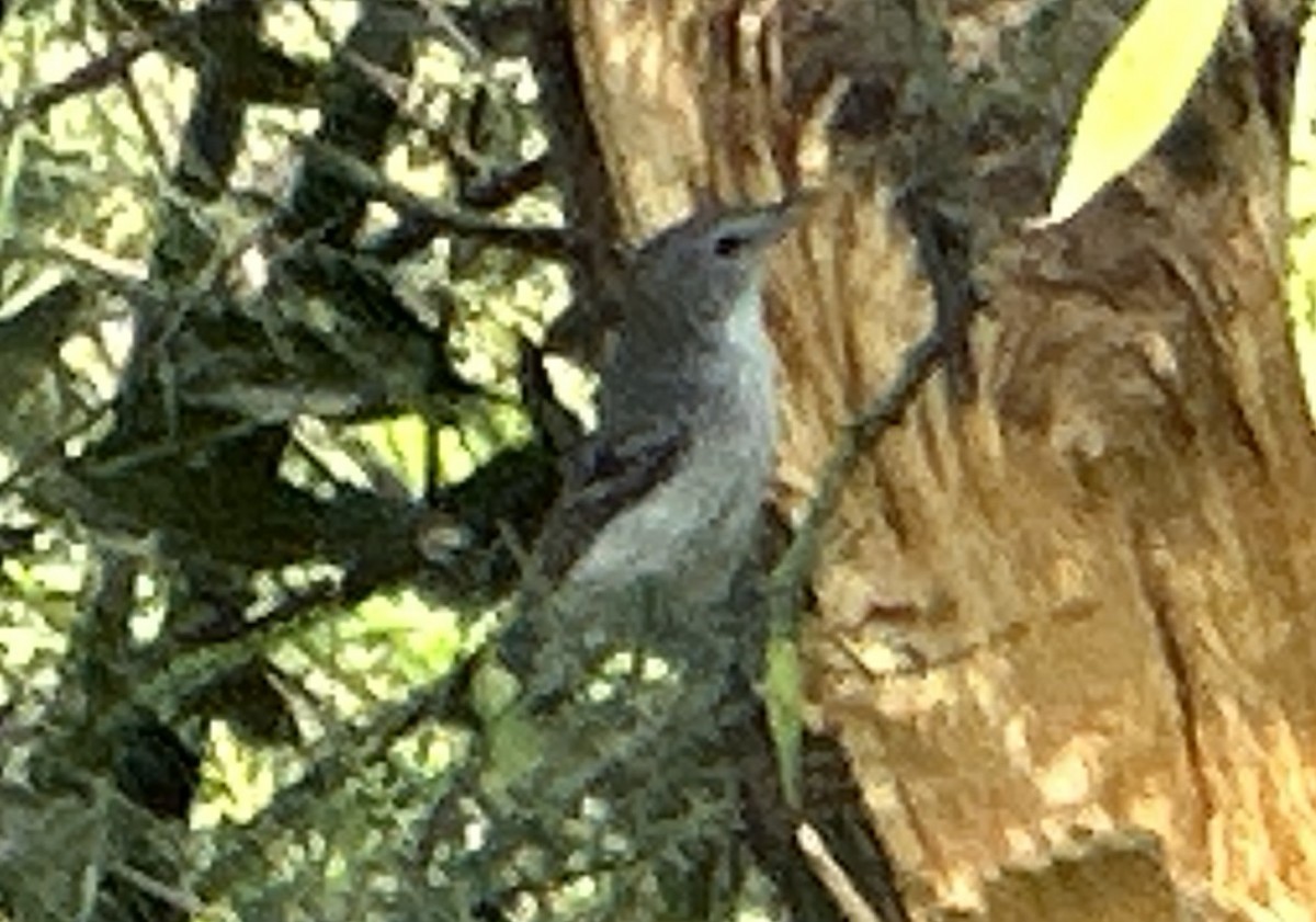 Bell's Vireo - ML622099280