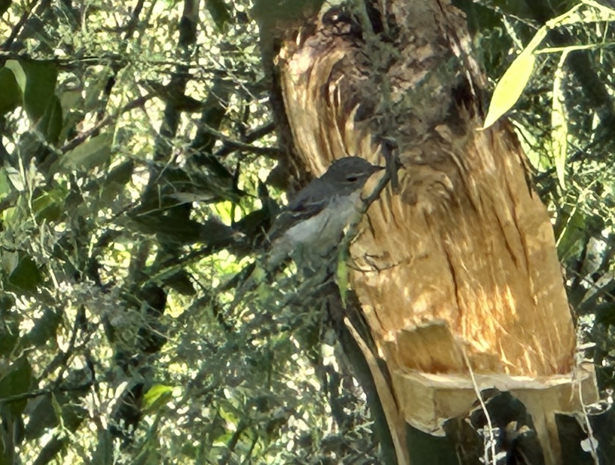 Bell's Vireo - ML622099281