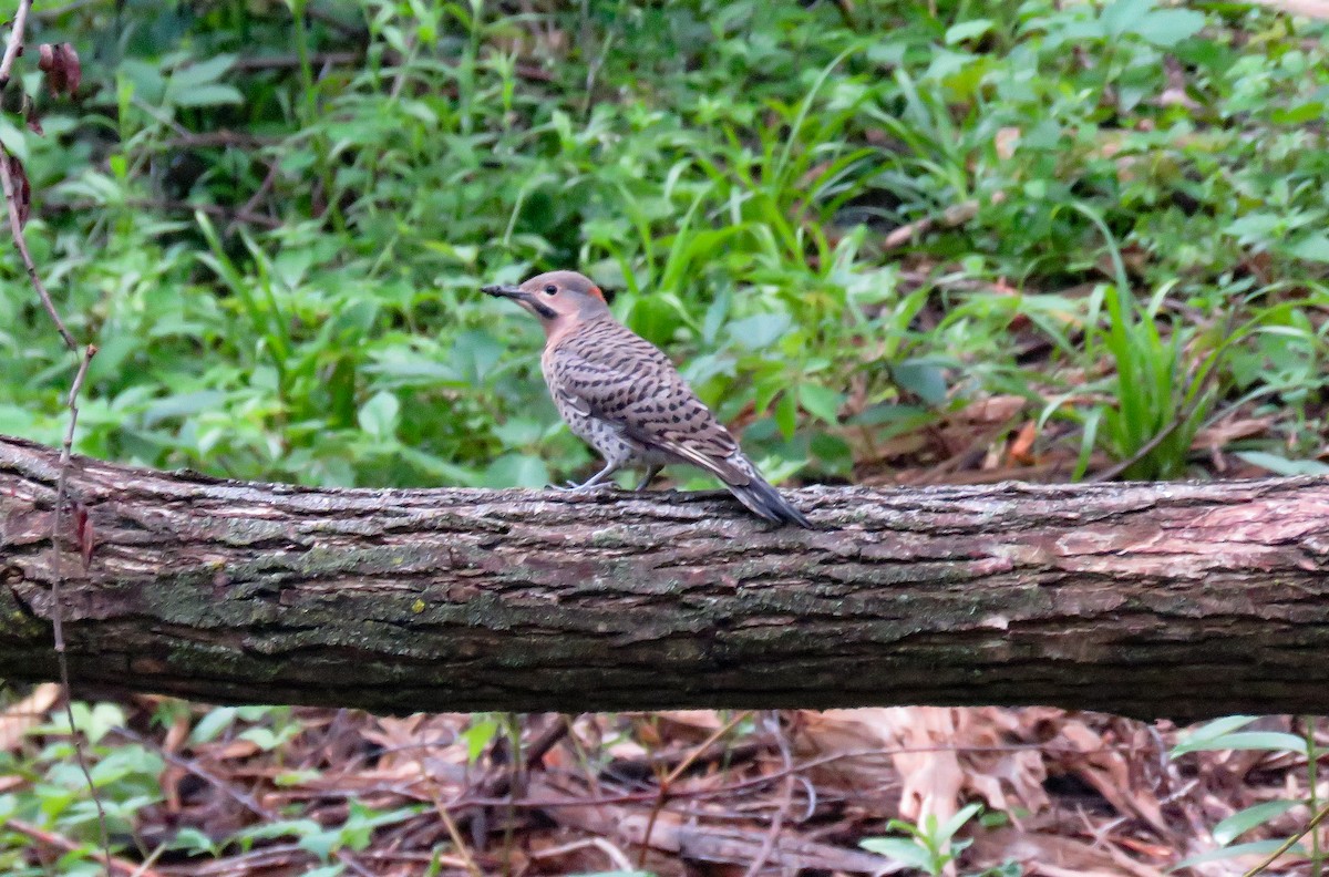 Northern Flicker - ML622099284