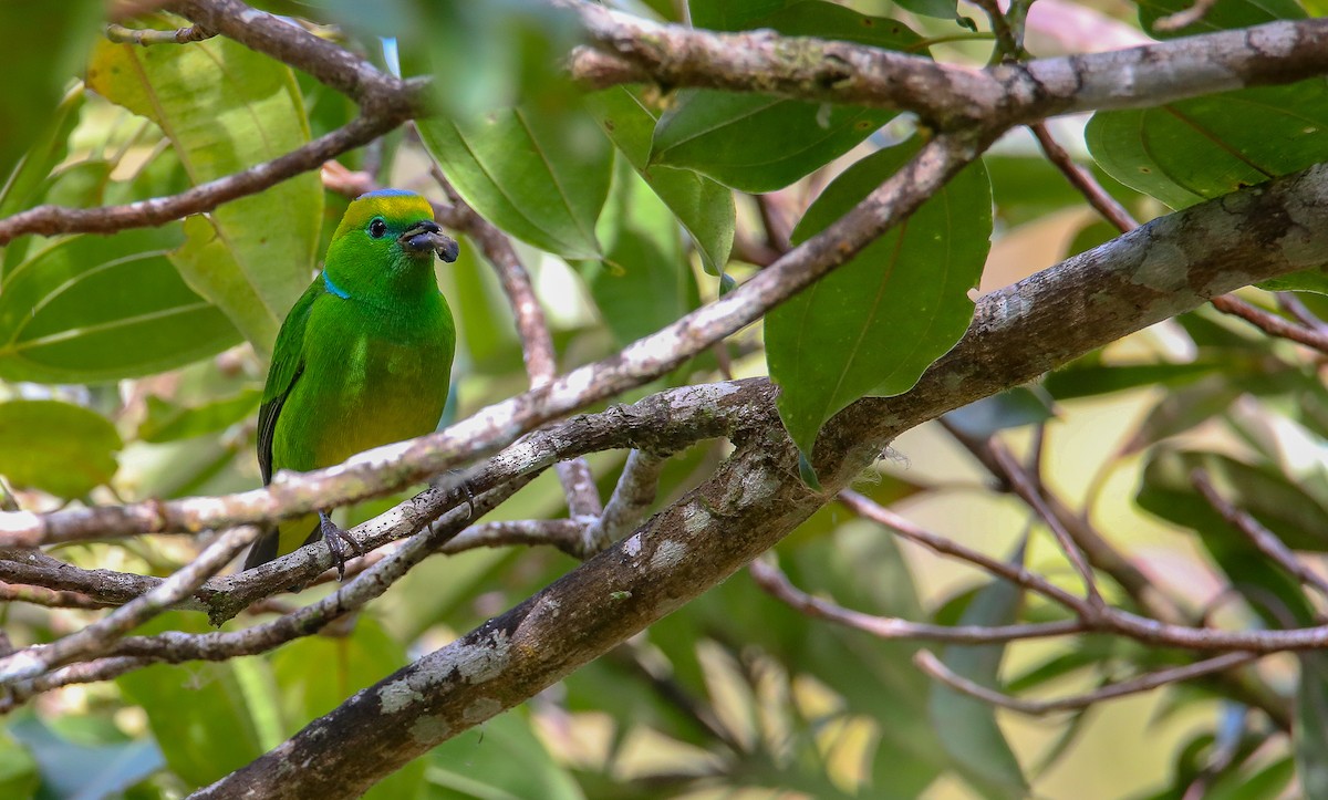 Golden-browed Chlorophonia - ML622099286