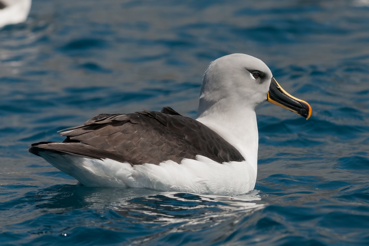 Albatros Cabecigrís - ML622099287