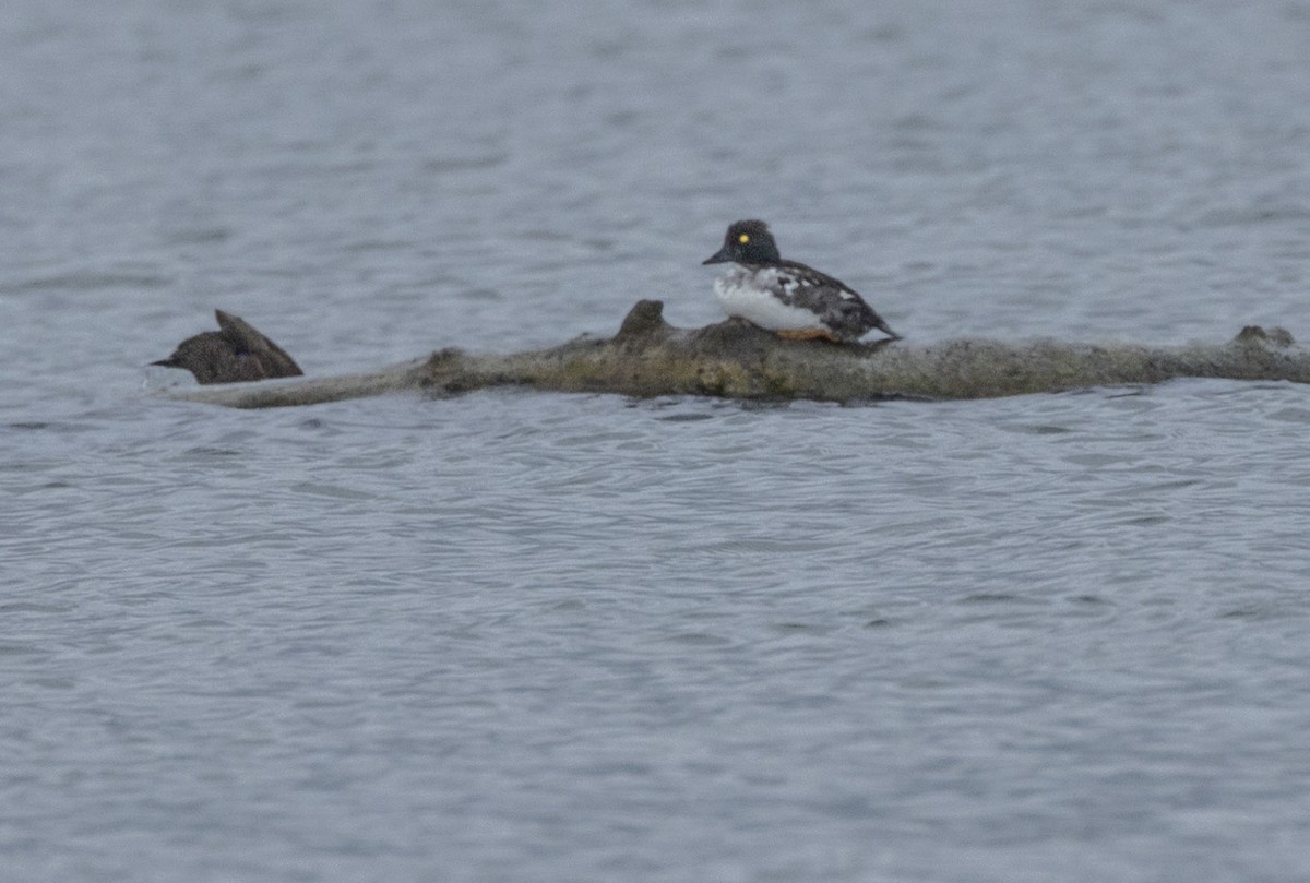 American Black Duck - ML622099288