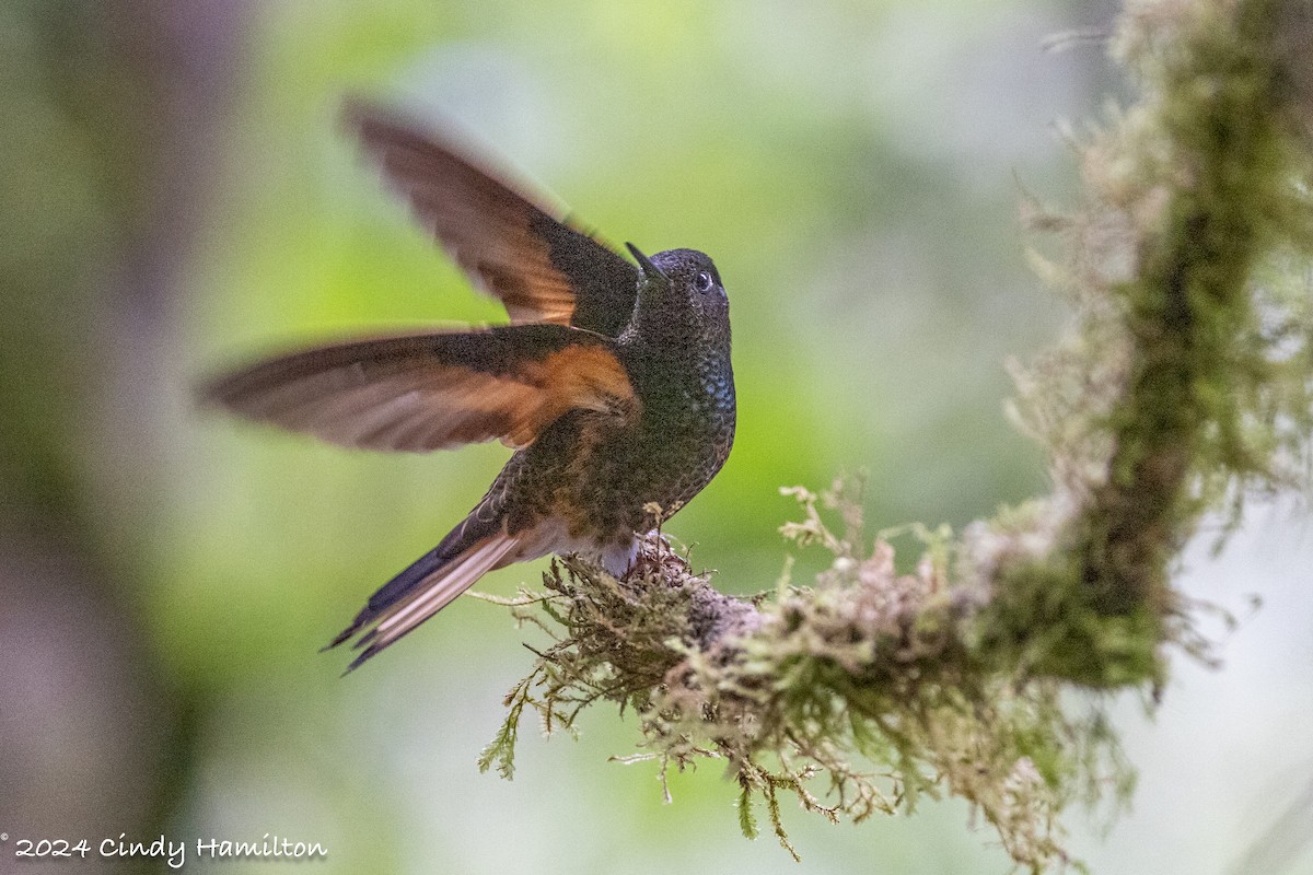 Buff-tailed Coronet - ML622099289