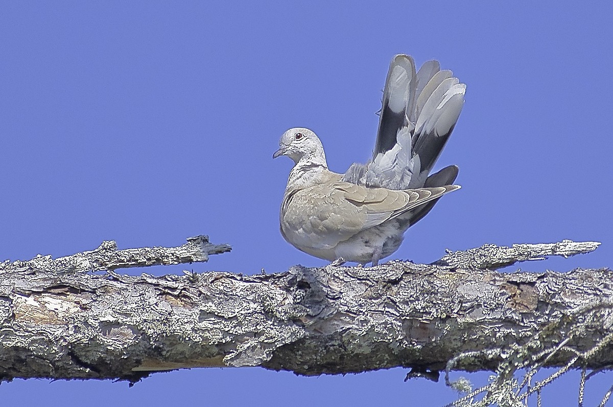 Eurasian Collared-Dove - ML622099290