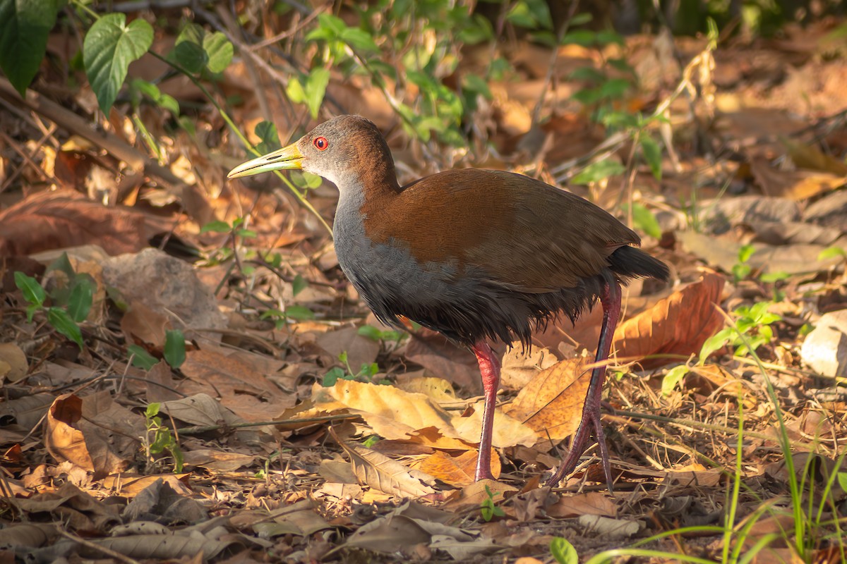 Slaty-breasted Wood-Rail - ML622099291