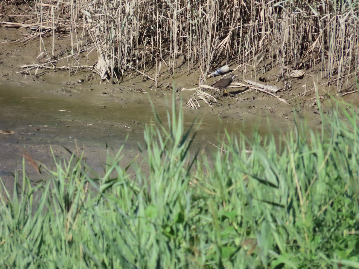 White-breasted Waterhen - 韋勳 陳