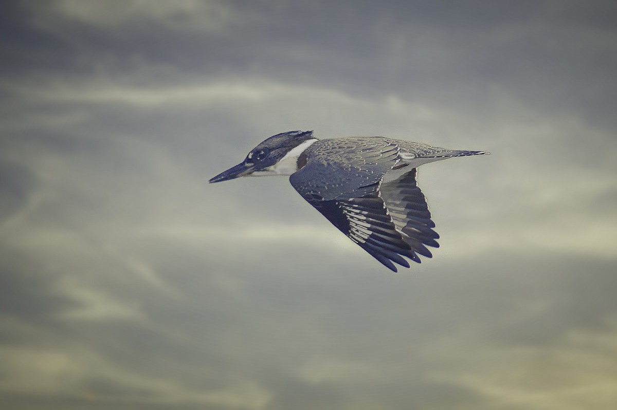 Belted Kingfisher - ML622099296