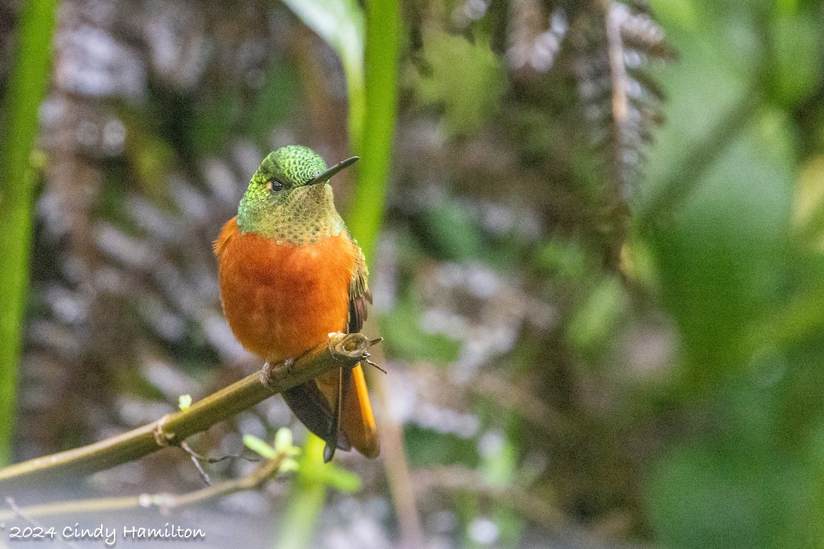 Colibrí Pechirrojo - ML622099299