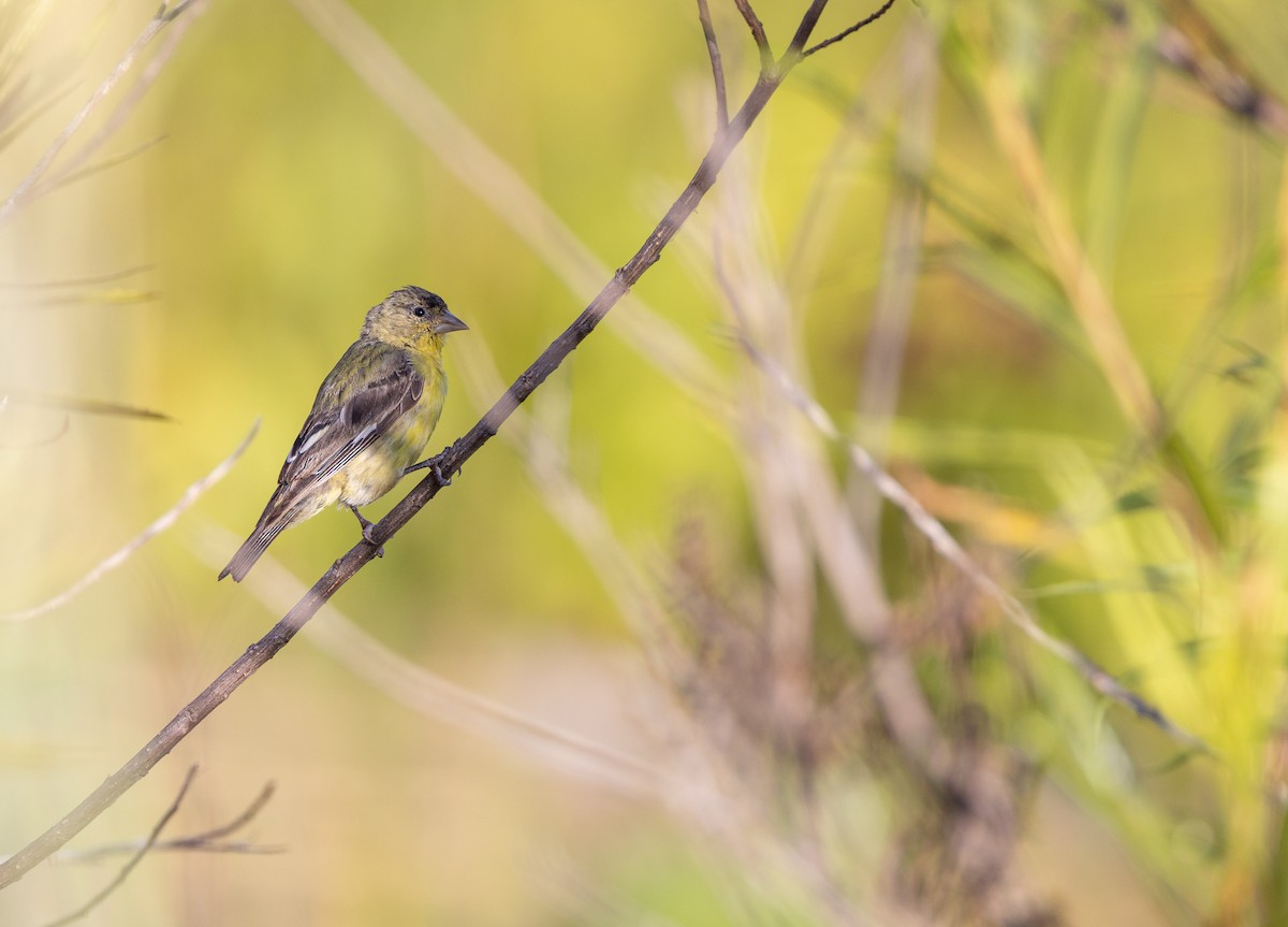 Lesser Goldfinch - ML622099300