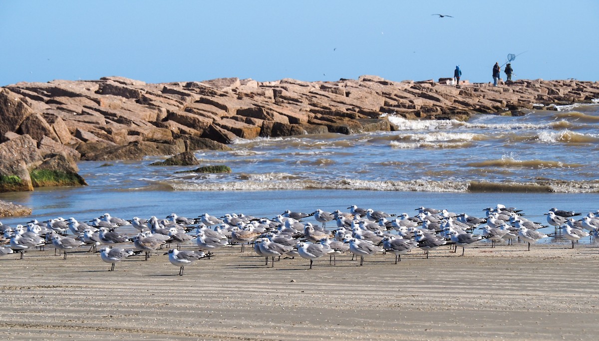 Laughing Gull - ML622099303