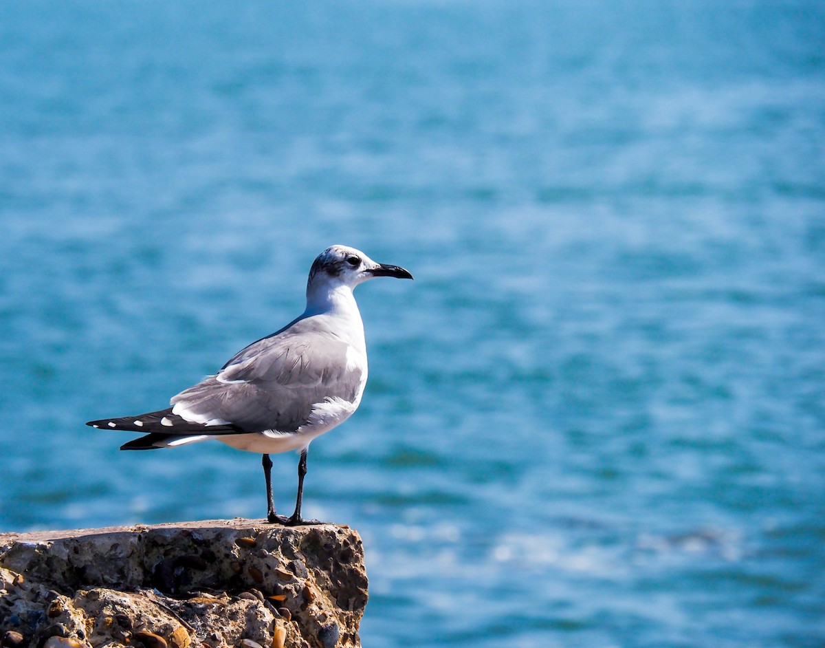 Laughing Gull - ML622099304