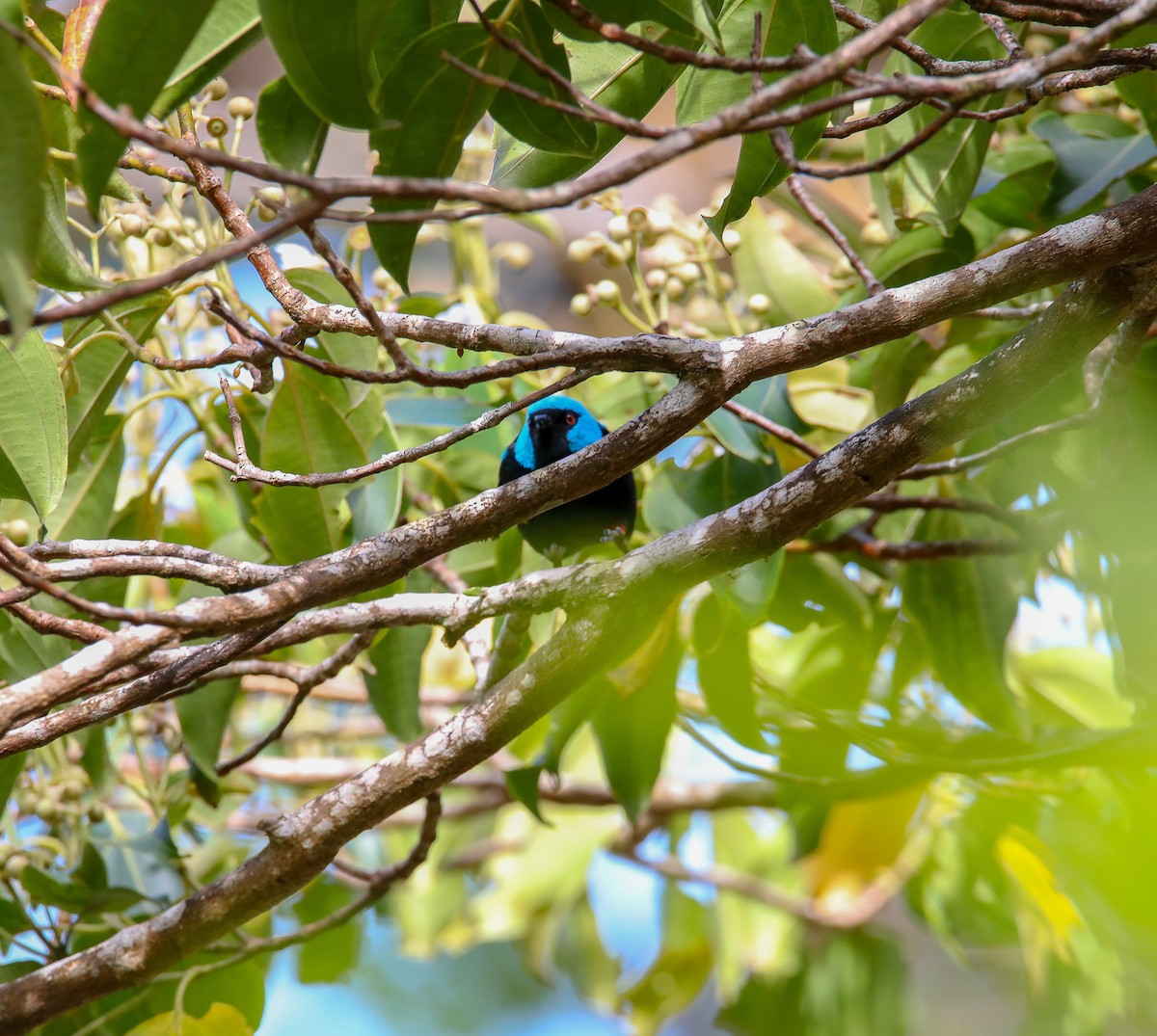 Dacnis Muslirrojo - ML622099308