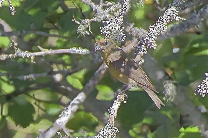 Red Crossbill - ML622099309