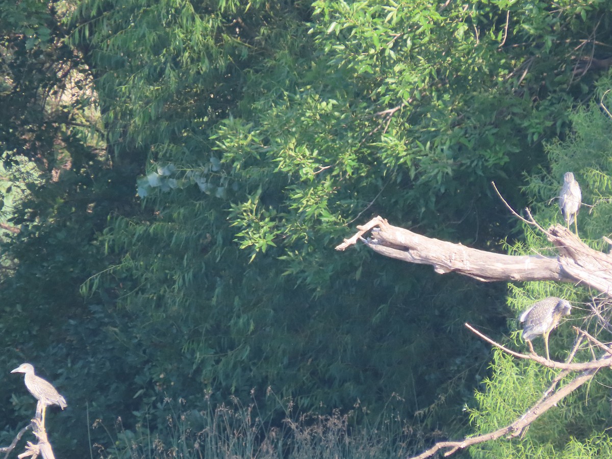 Yellow-crowned Night Heron - ML622099313