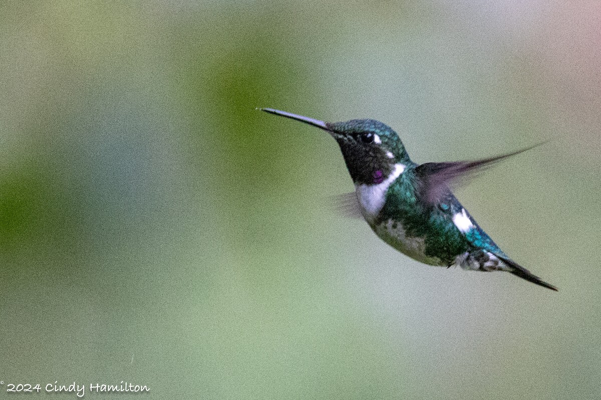 Colibrí de Mulsant - ML622099314