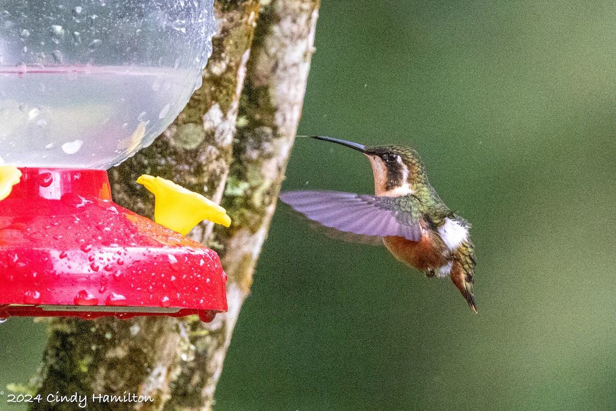 White-bellied Woodstar - ML622099315