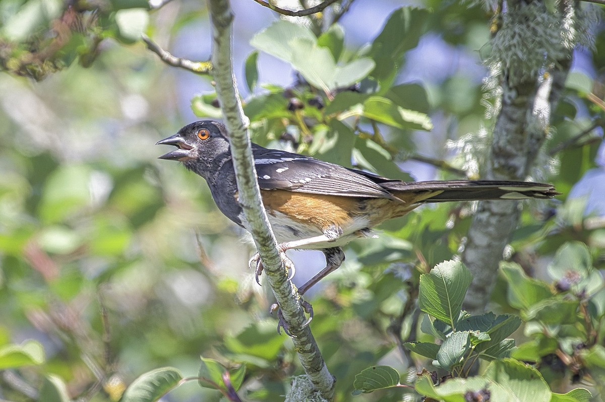 Spotted Towhee - ML622099316