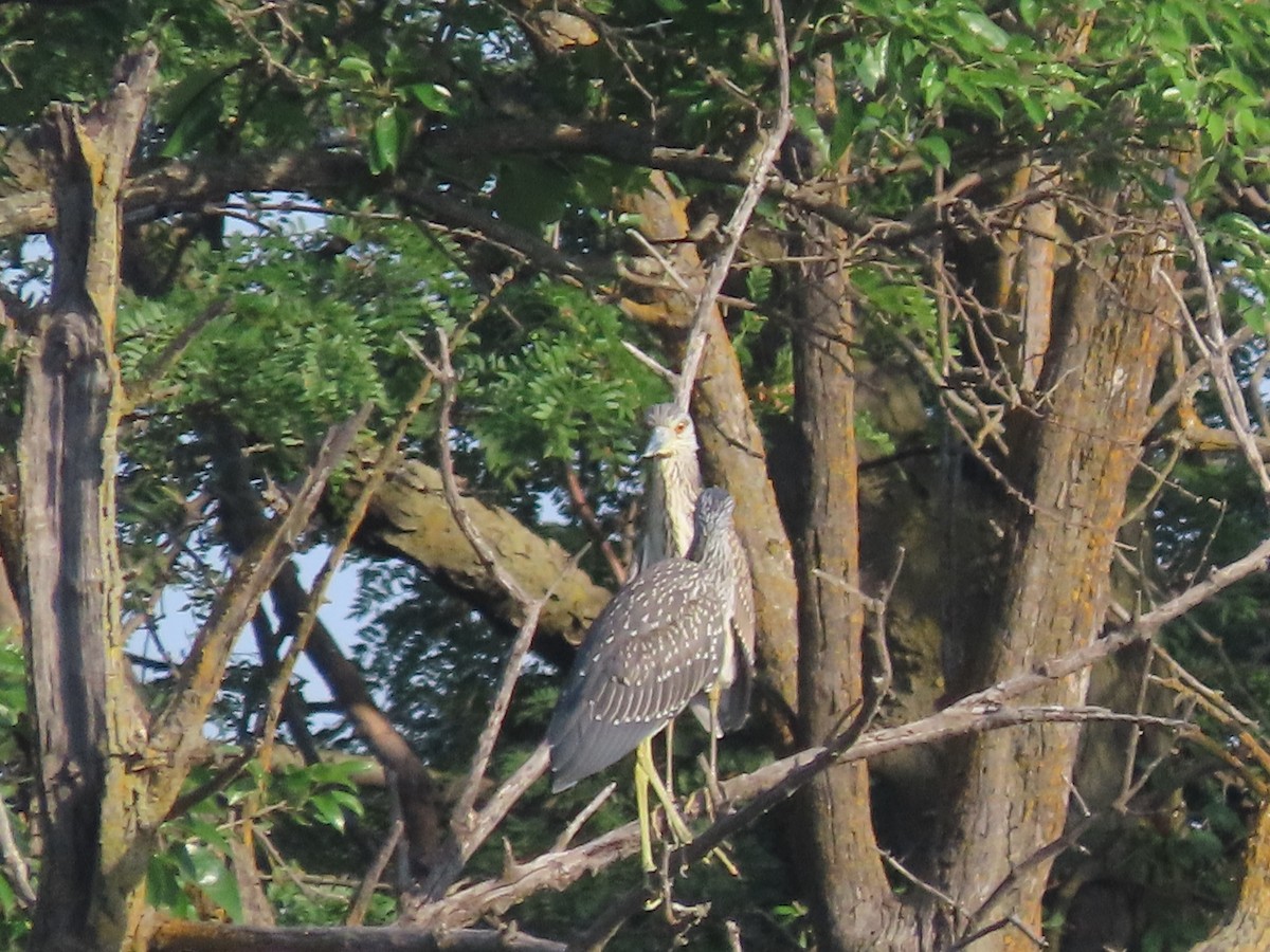 Yellow-crowned Night Heron - ML622099317