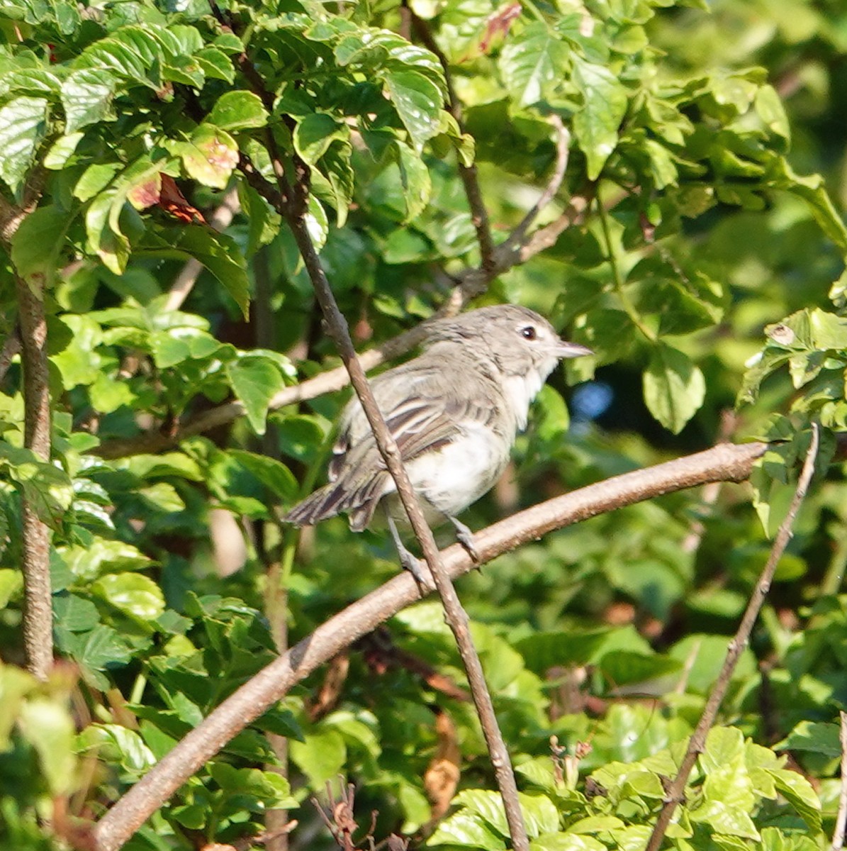 Bell's Vireo - ML622099318