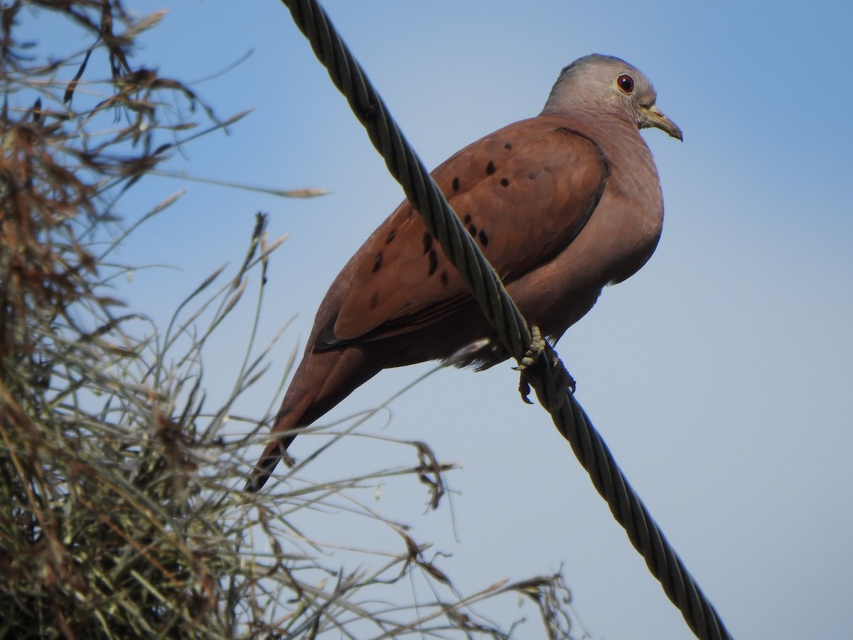 Ruddy Ground Dove - ML622099319