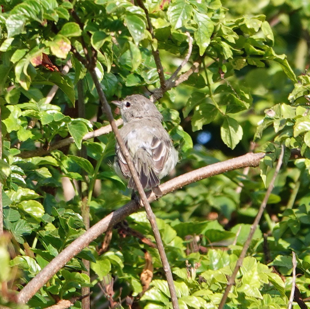 Bell's Vireo - ML622099320