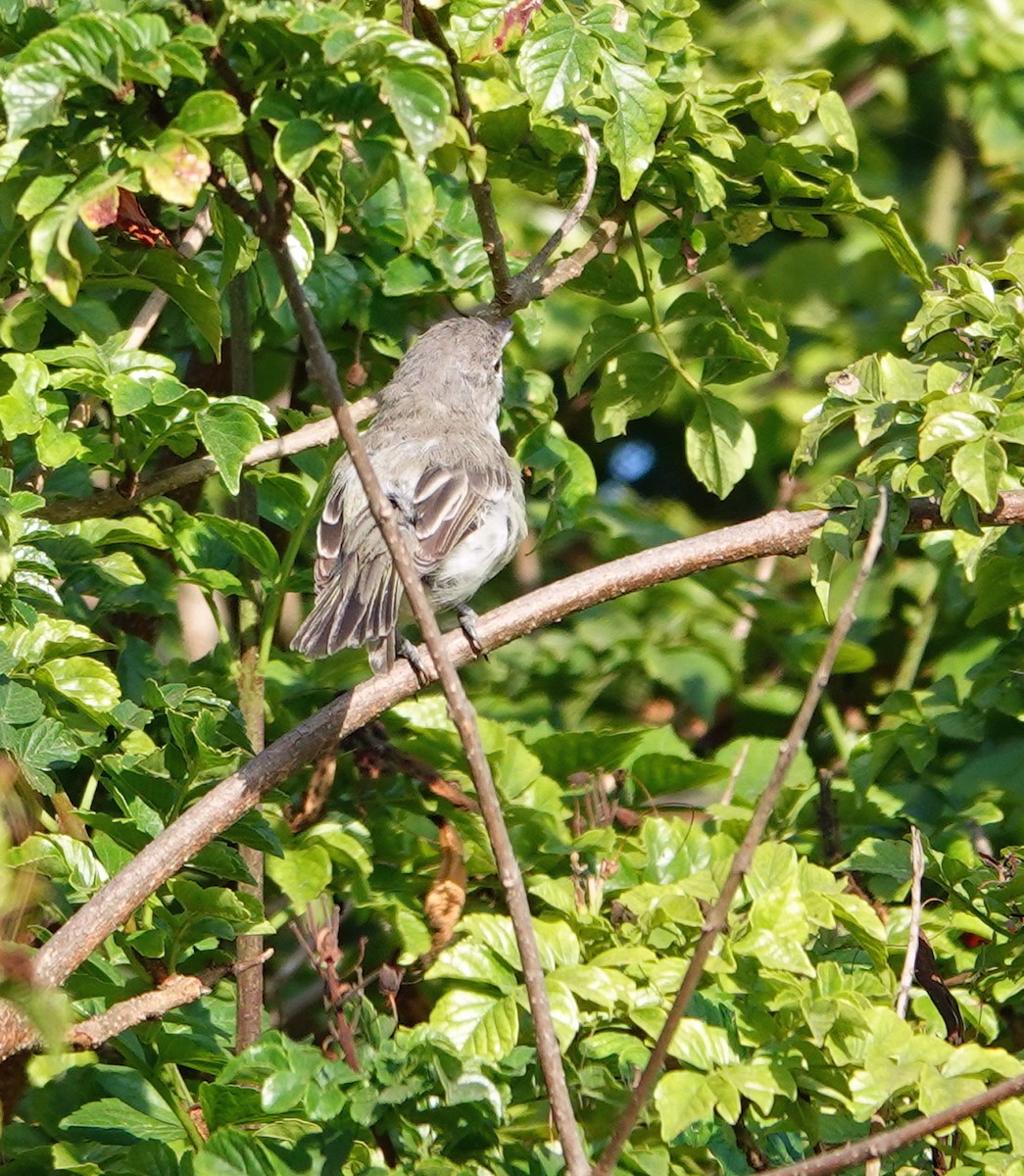 Bell's Vireo - ML622099321