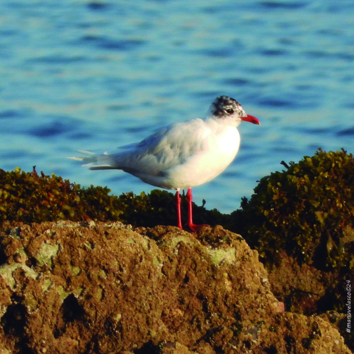 Mediterranean Gull - ML622099322