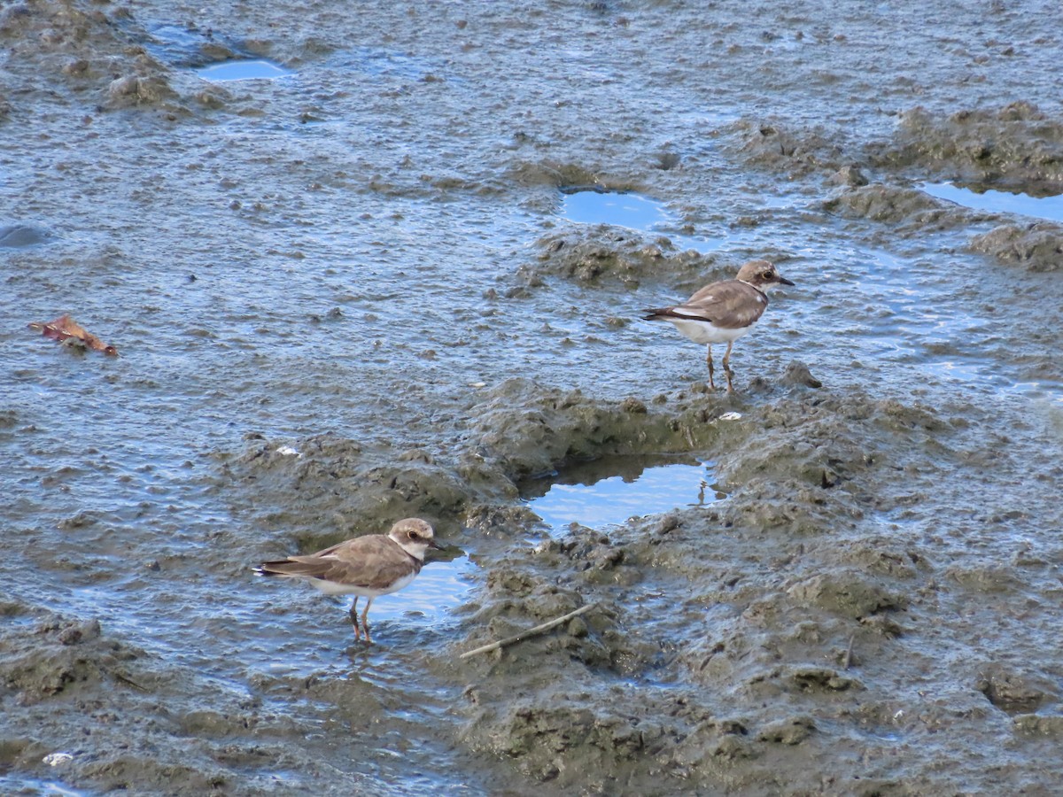 Little Ringed Plover - ML622099337