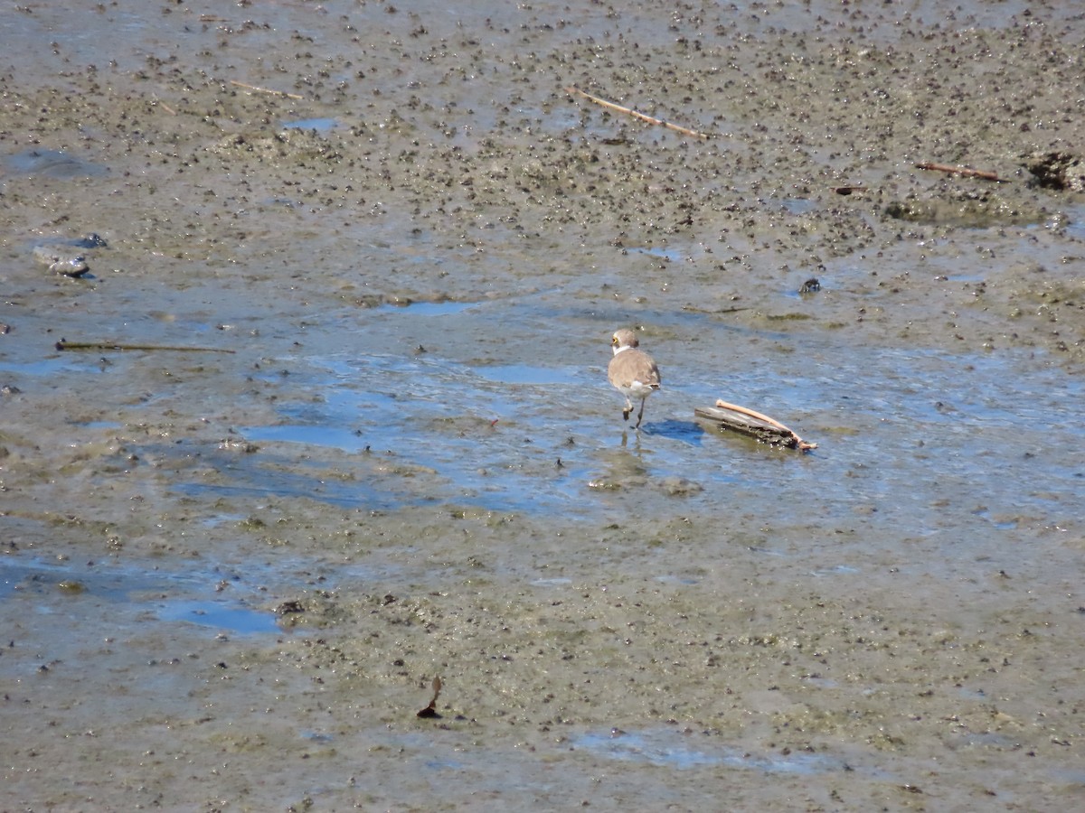 Little Ringed Plover - ML622099338