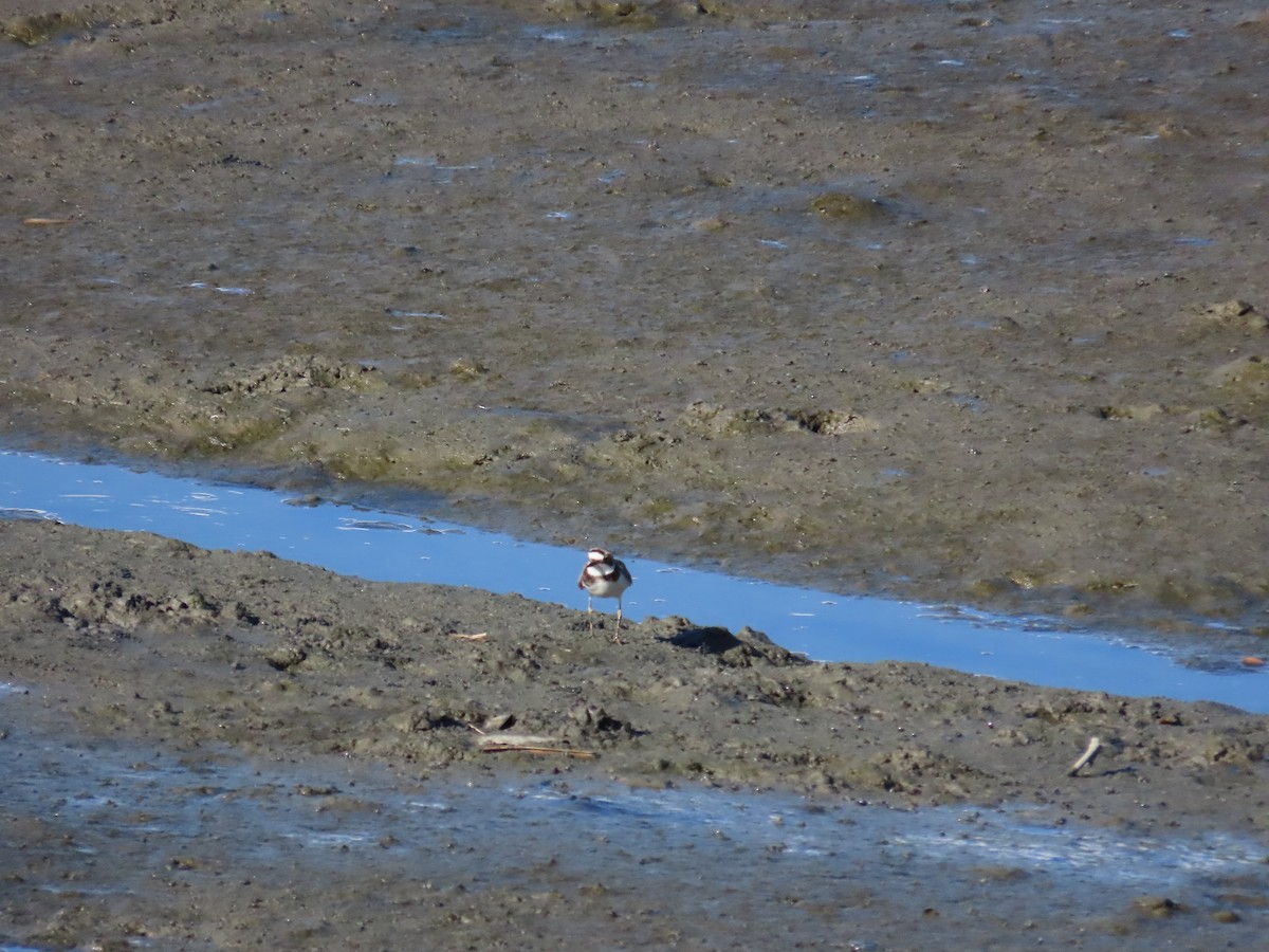 Little Ringed Plover - ML622099339