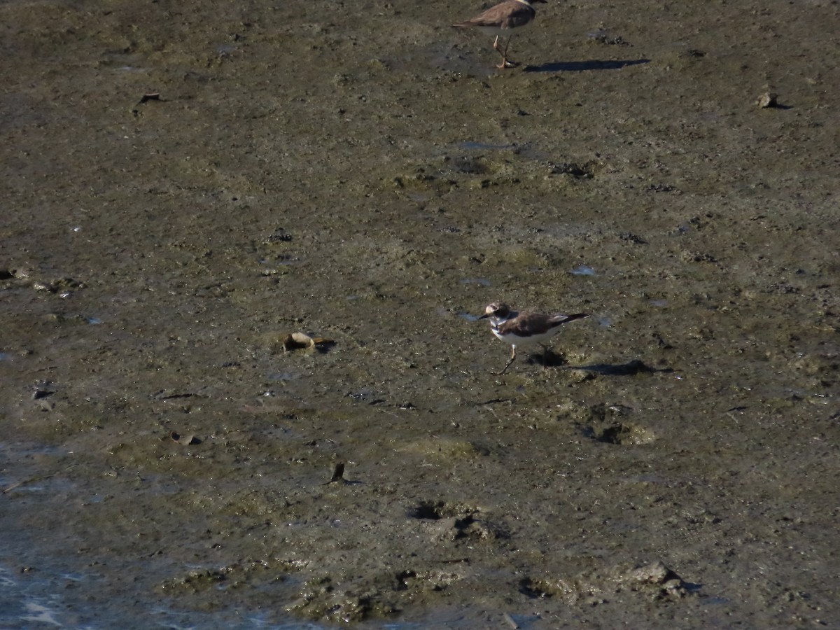 Little Ringed Plover - ML622099341