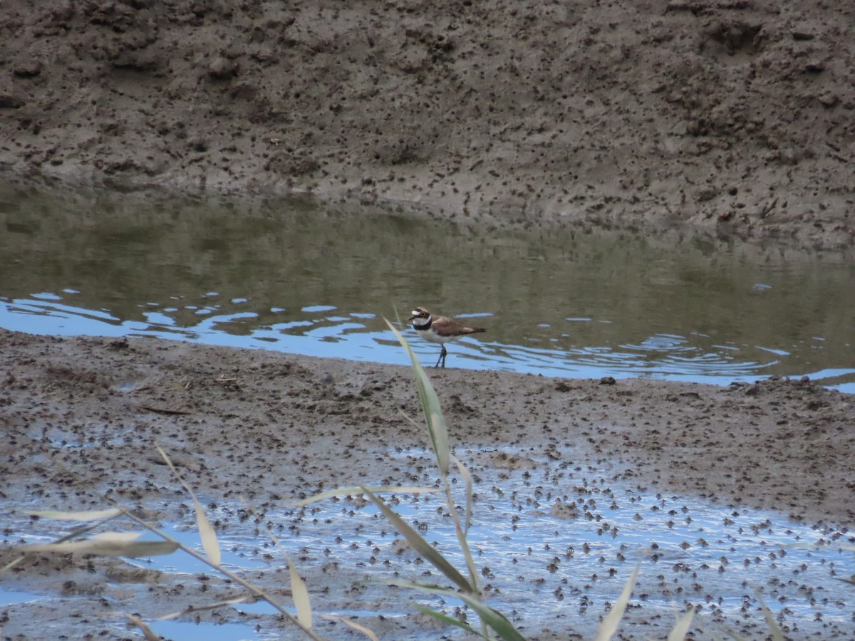 Little Ringed Plover - ML622099342