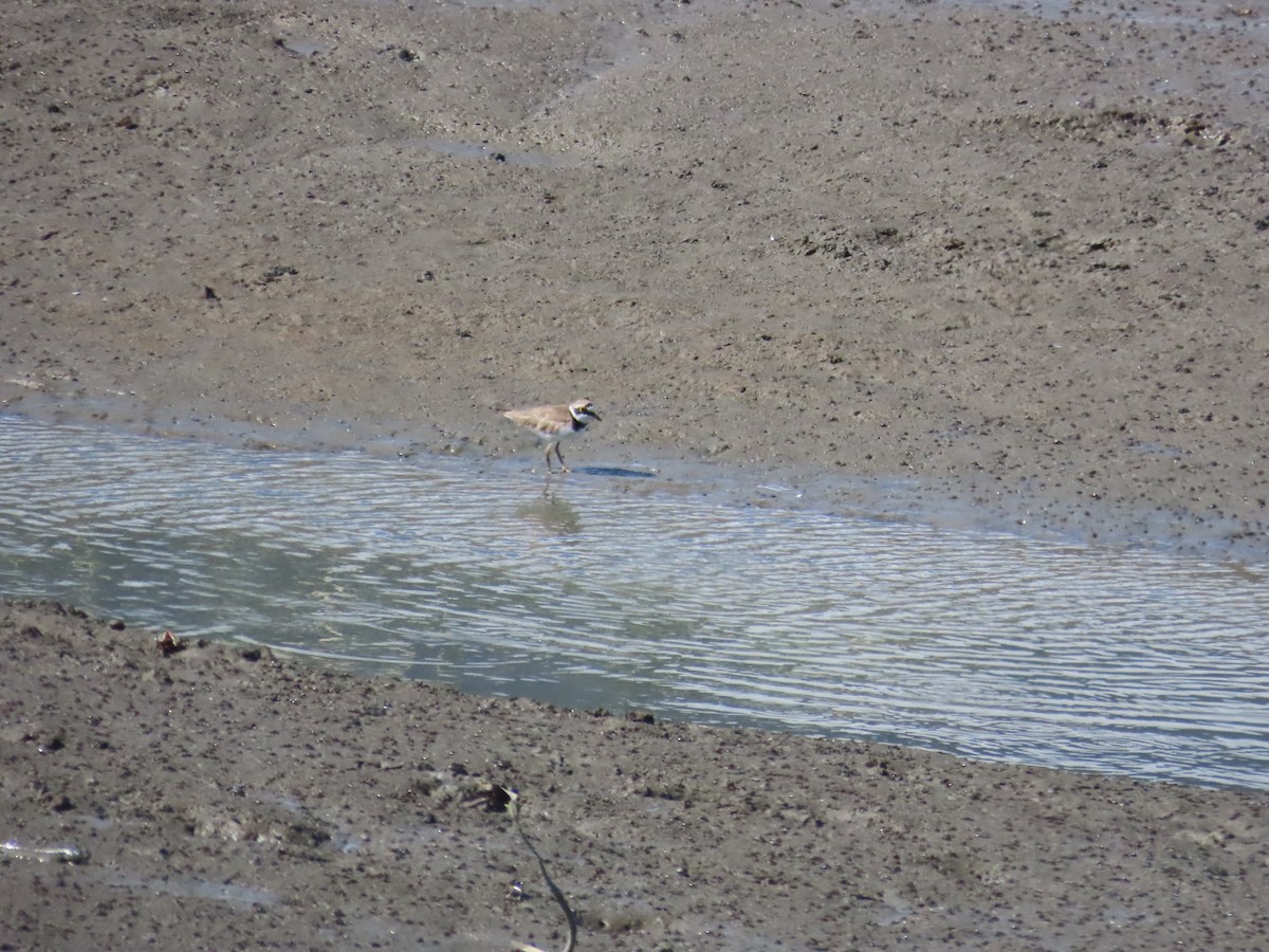 Little Ringed Plover - ML622099343