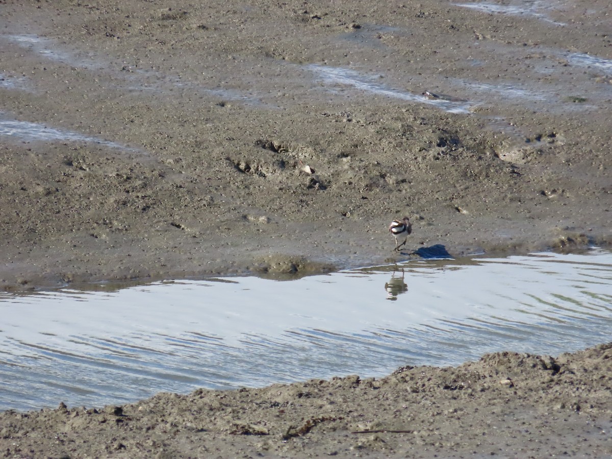 Little Ringed Plover - ML622099345