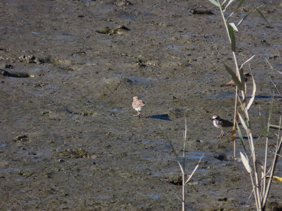 Little Ringed Plover - ML622099346