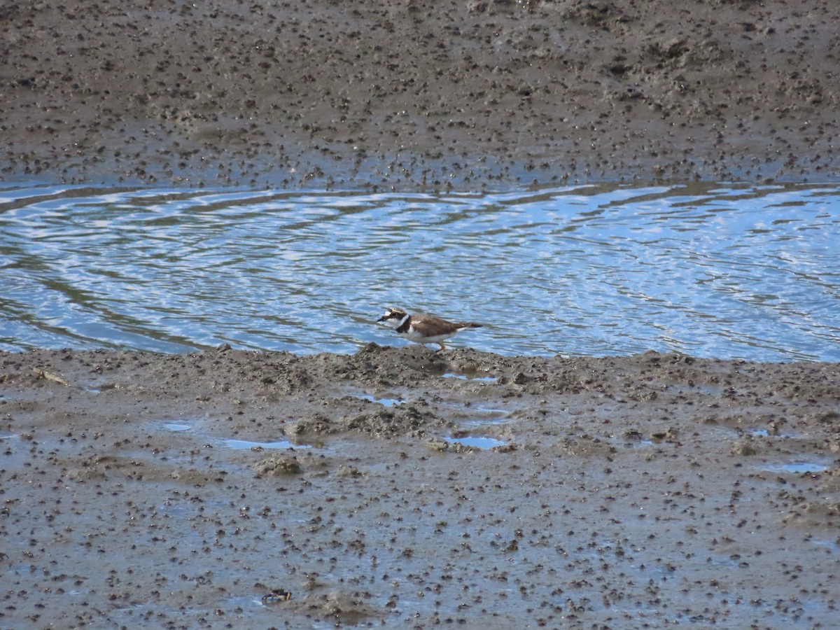 Little Ringed Plover - ML622099347