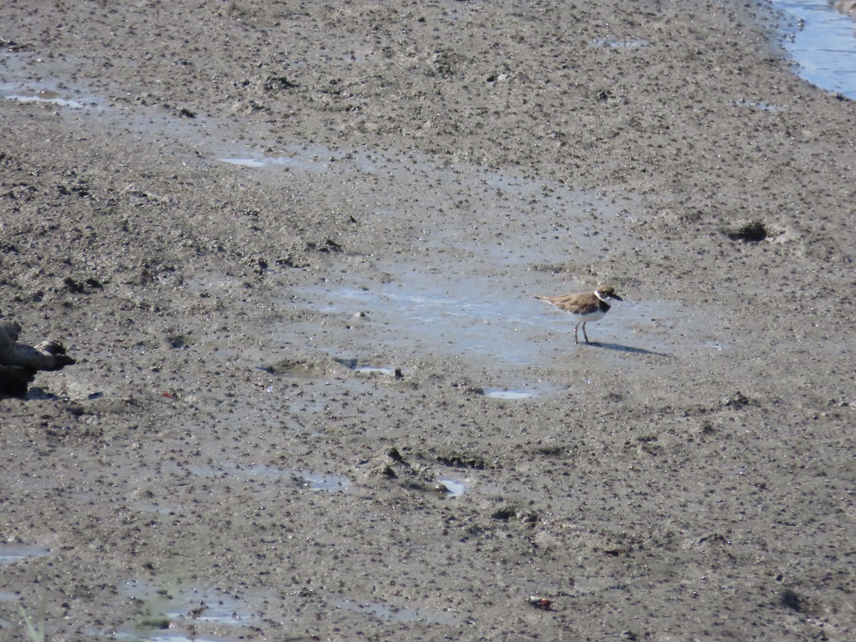 Little Ringed Plover - ML622099348