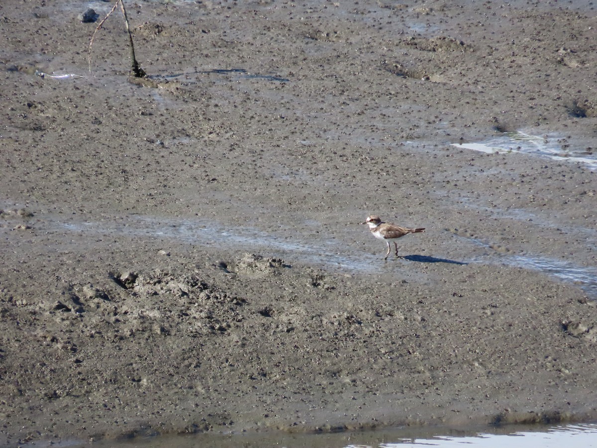 Little Ringed Plover - ML622099349