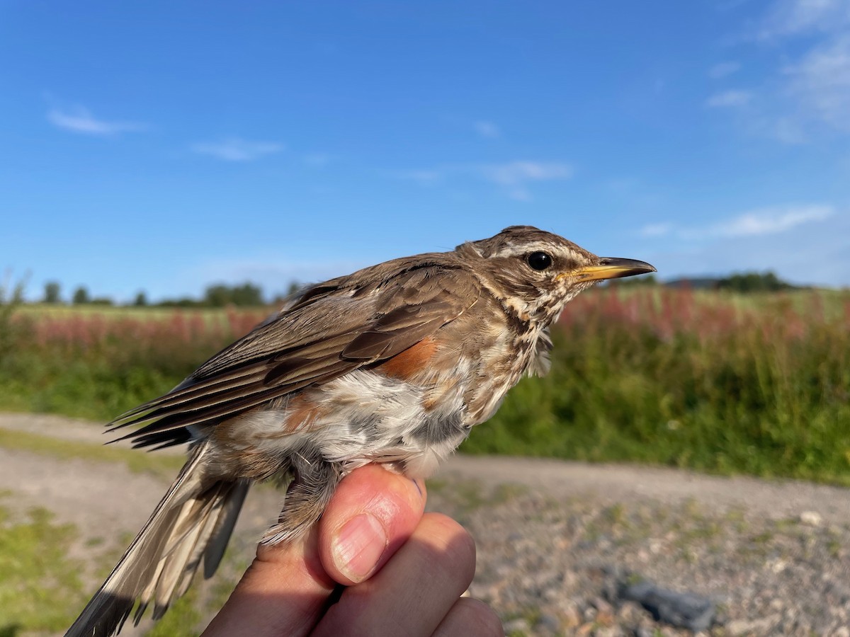 Redwing (Eurasian) - ML622099359