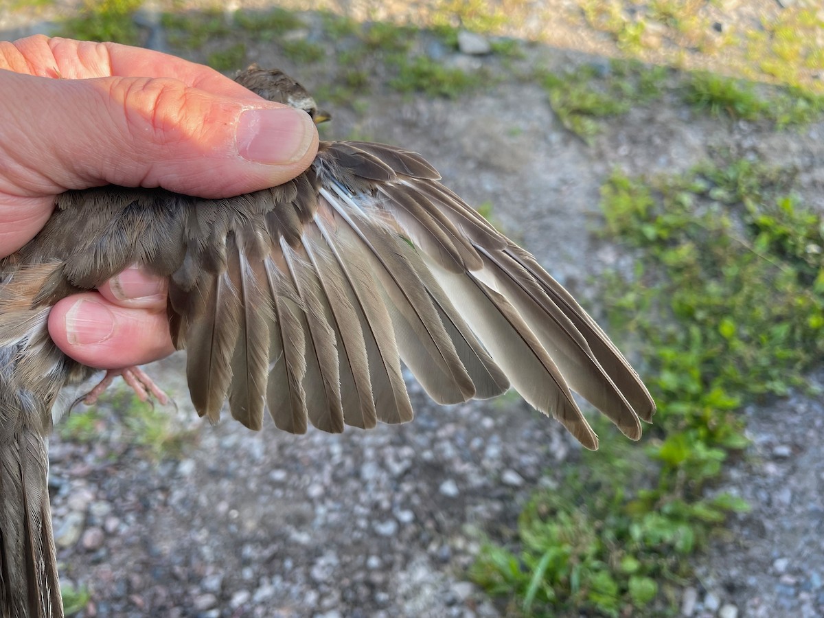 Redwing (Eurasian) - ML622099360